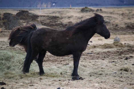 Icelandic horse